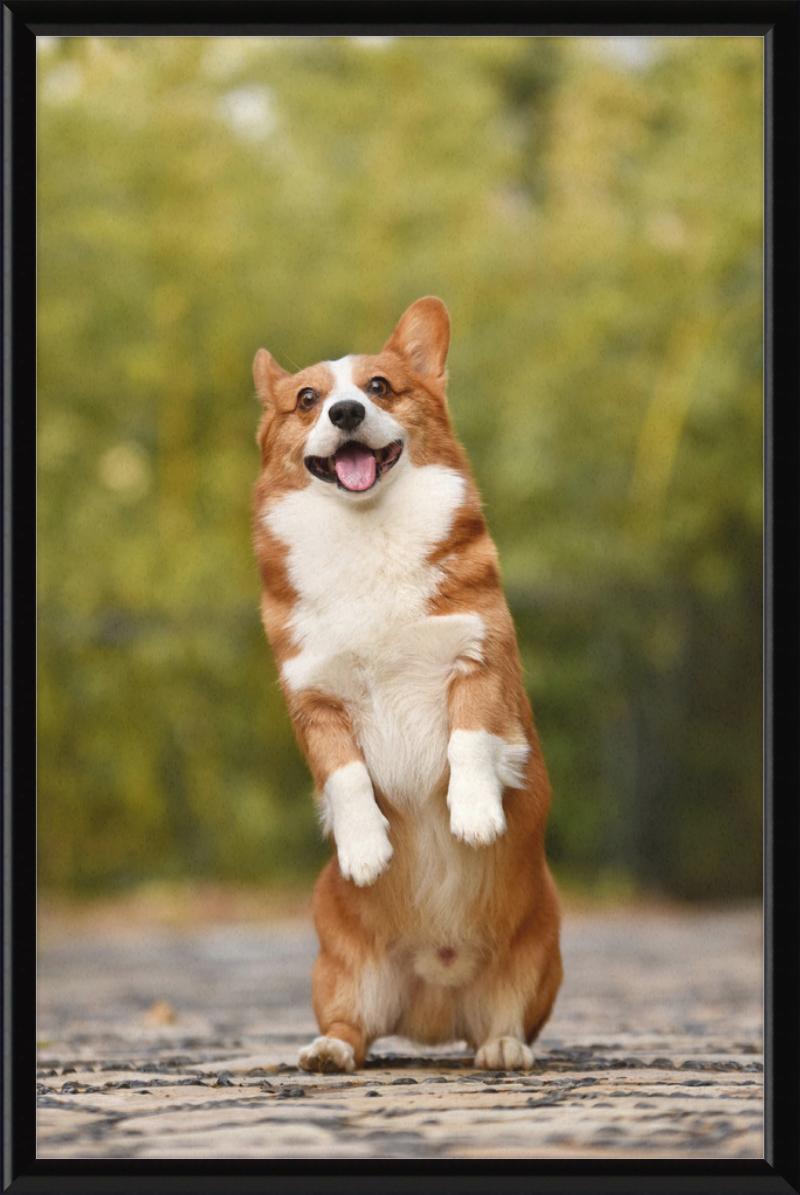 Welsh Corgi Puppy - Great Pictures Framed