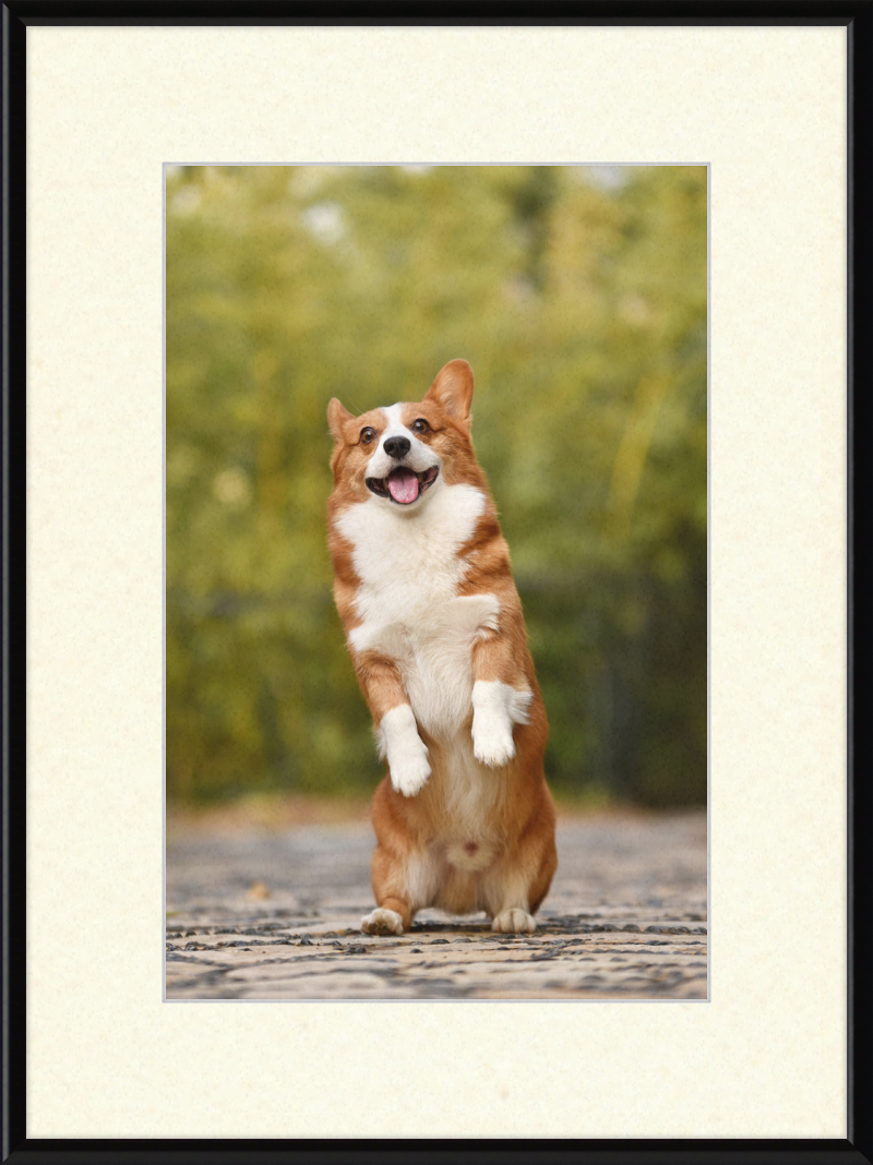 Welsh Corgi Puppy - Great Pictures Framed