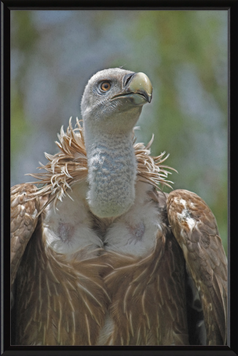 Gyps Fulvus - Great Pictures Framed