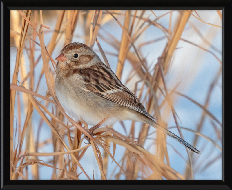 Field Sparrow - Great Pictures Framed