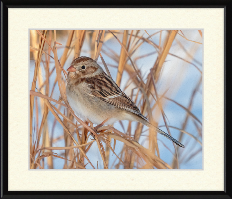 Field Sparrow - Great Pictures Framed