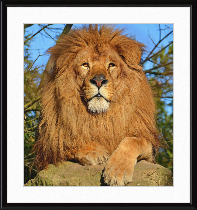 Lion d'Afrique - Great Pictures Framed