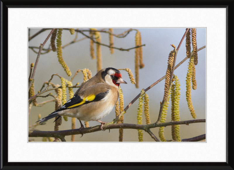 Carcar's Rufous-tailed Tailorbird - Great Pictures Framed