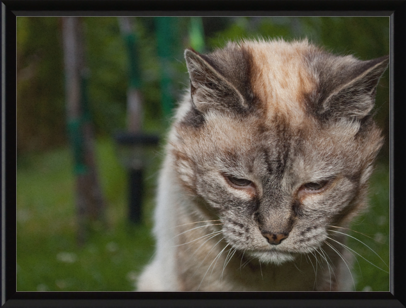 Tired 20-Year-Old Cat - Great Pictures Framed