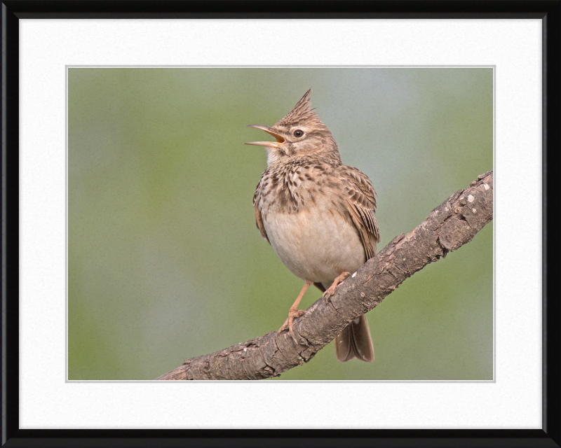 The Crested Lark - Great Pictures Framed