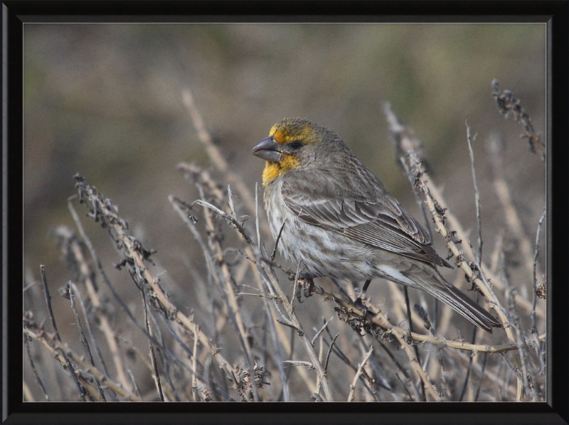 House Finch - Great Pictures Framed