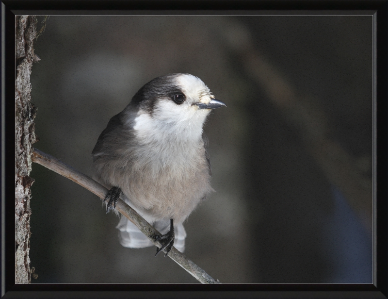 Perisoreus canadensis mercier - Great Pictures Framed