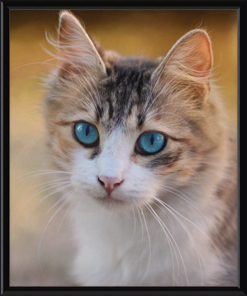 Tabby Cat With Blue Eyes - Great Pictures Framed