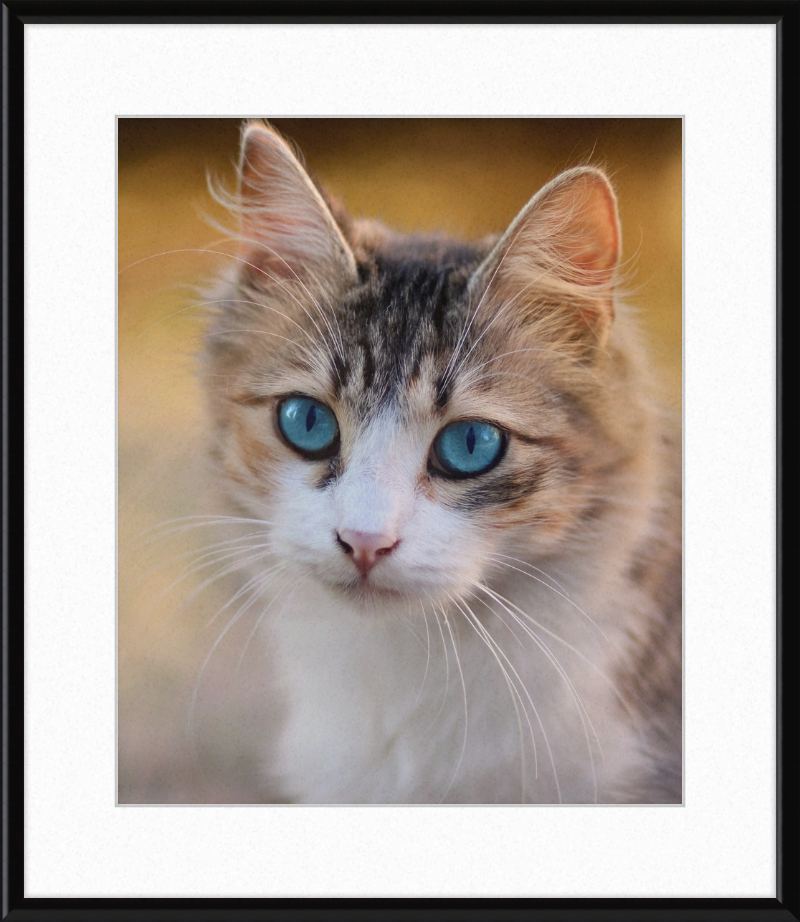 Tabby Cat With Blue Eyes - Great Pictures Framed