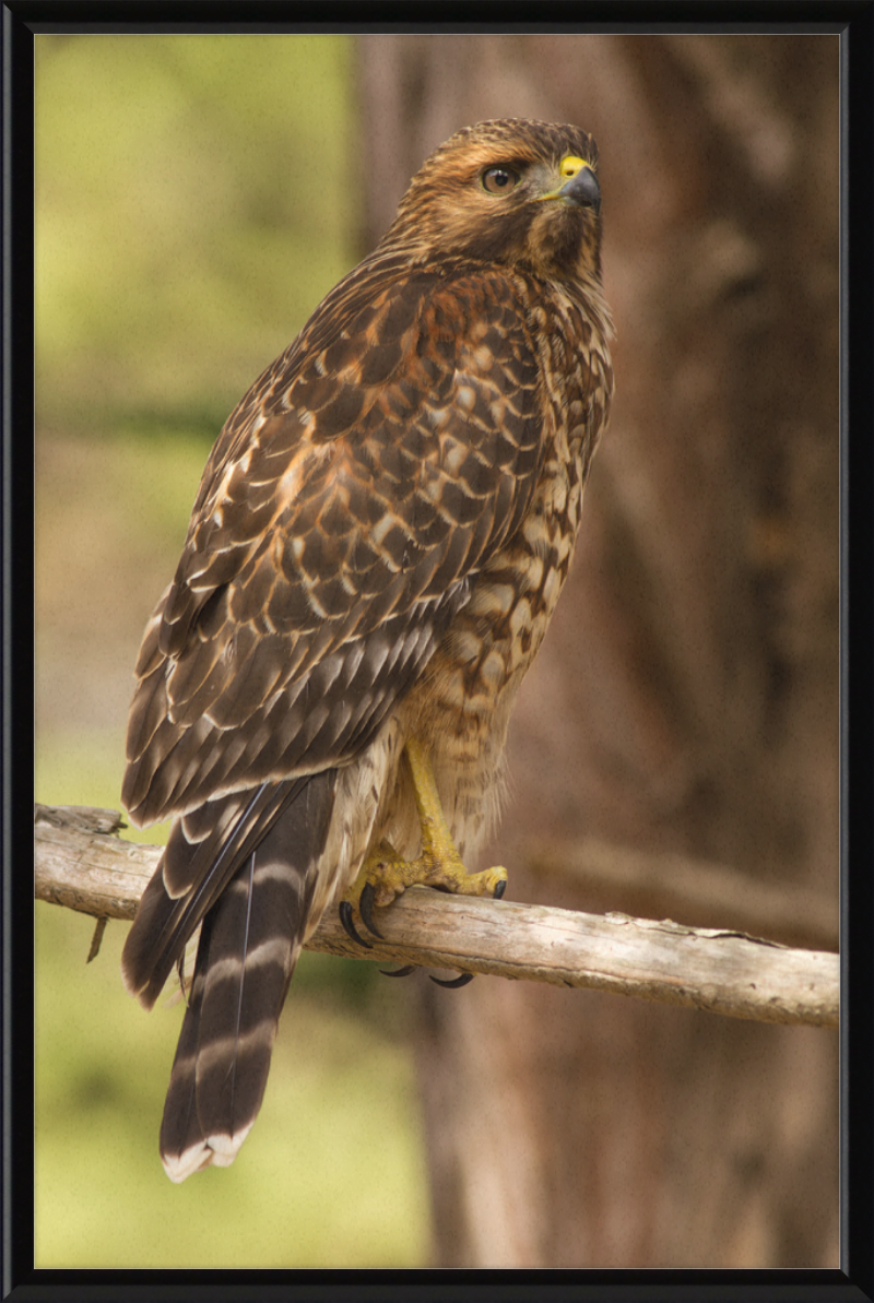 Juvenile Buteo Lineatus Elegans in the Presidio - Great Pictures Framed