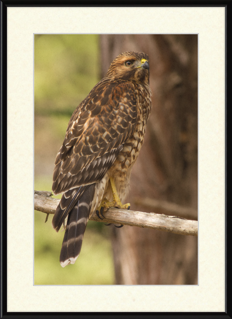 Juvenile Buteo Lineatus Elegans in the Presidio - Great Pictures Framed