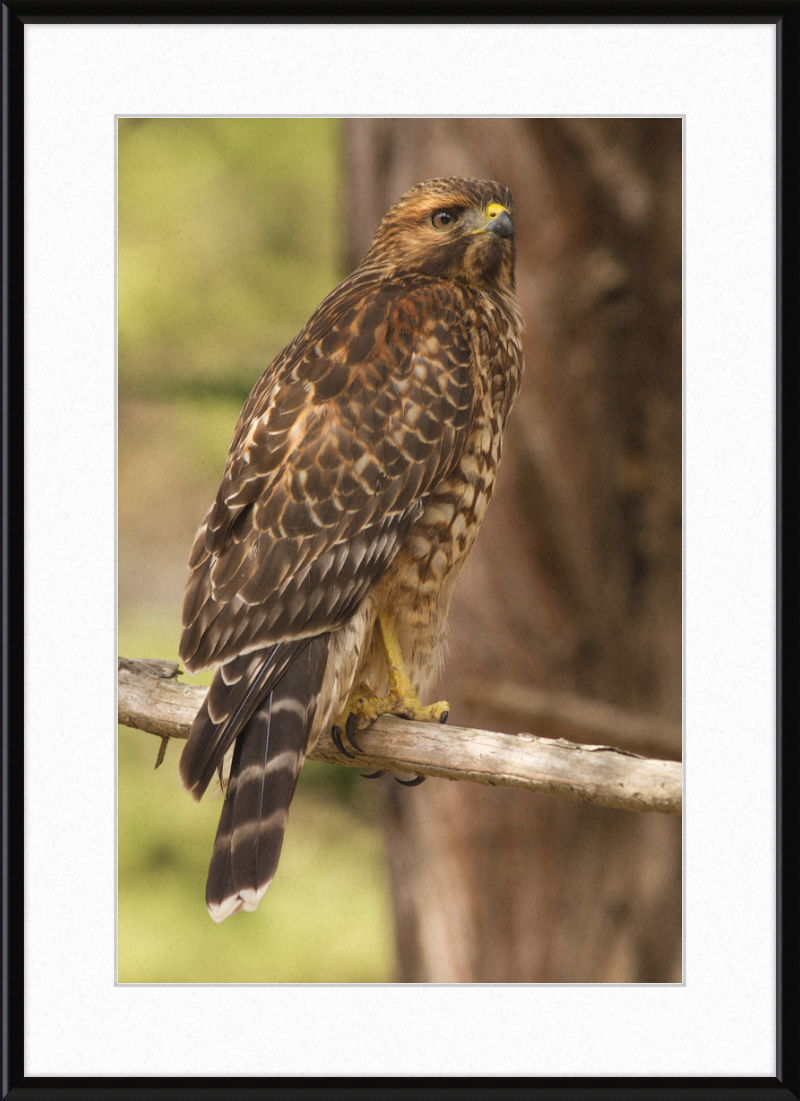 Juvenile Buteo Lineatus Elegans in the Presidio - Great Pictures Framed