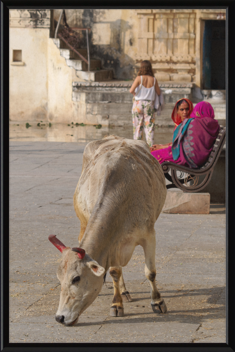 A cow on a Street of Udaipur, India - Great Pictures Framed