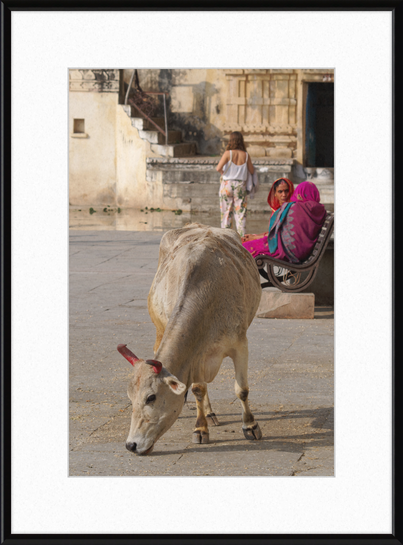 A cow on a Street of Udaipur, India - Great Pictures Framed