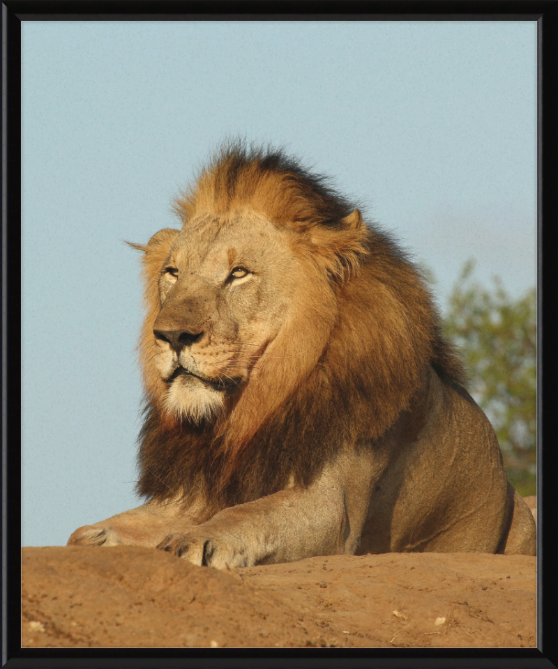 Lion (Panthera leo) Male - Great Pictures Framed