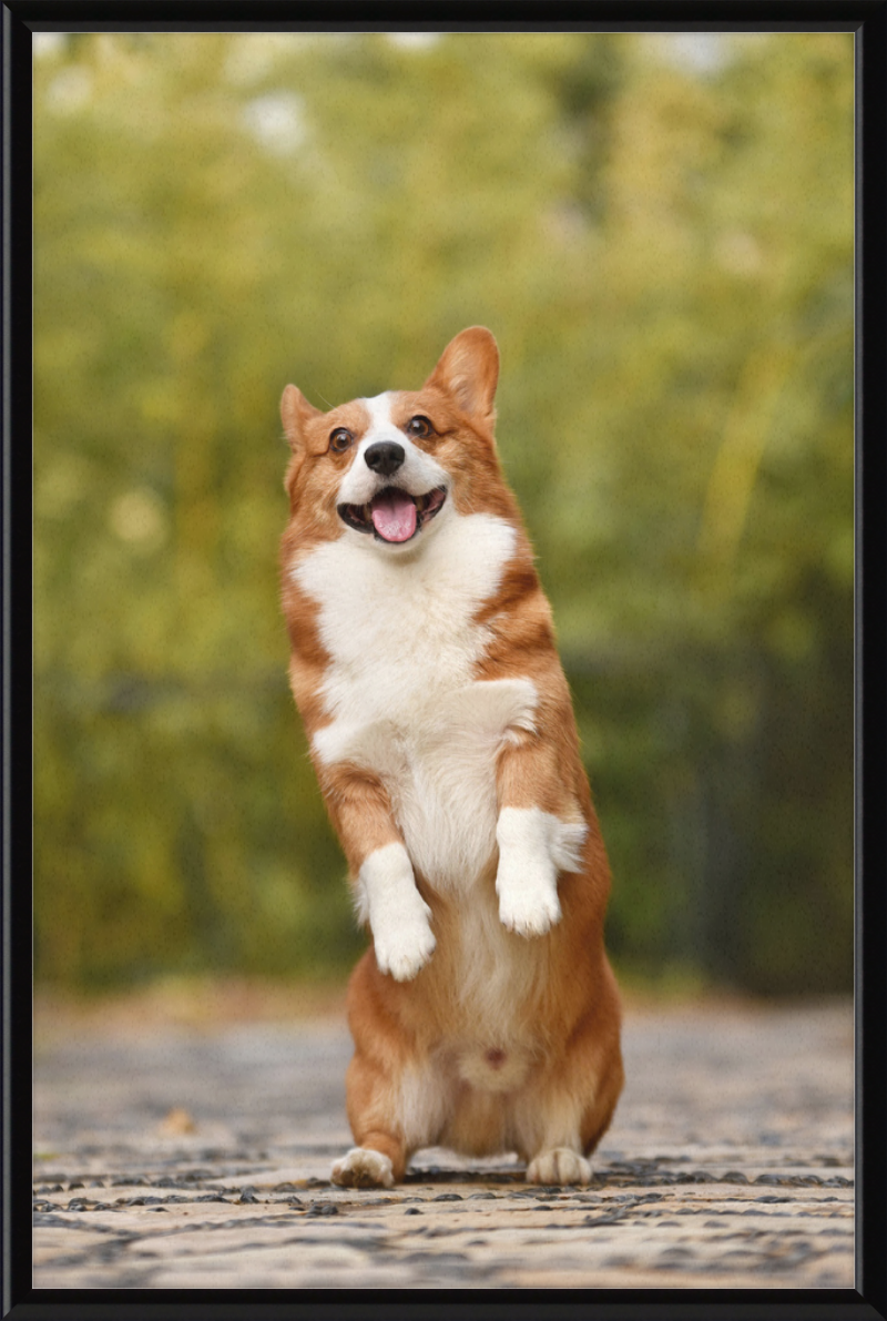 Welsh Corgi Puppy - Great Pictures Framed