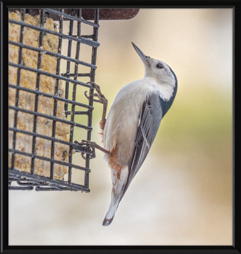 White-breasted Nuthatch - Great Pictures Framed