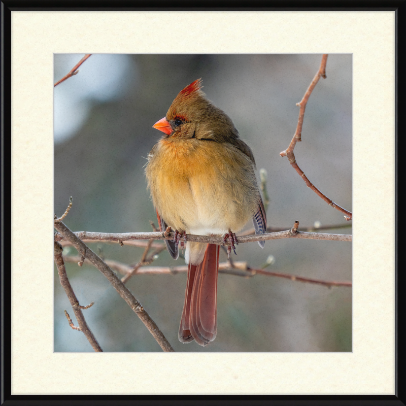 A Northern Cardinal (Female) - Great Pictures Framed