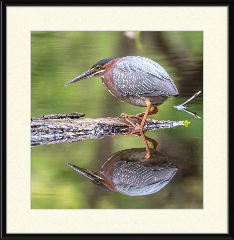 Green Heron - Great Pictures Framed