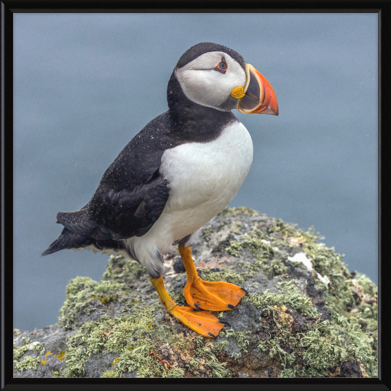 Puffin (Fratercula arctica) - Great Pictures Framed