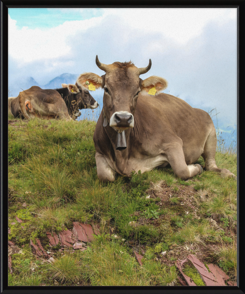 Cattle on a Hill between Zurich and Chur, Switzerland - Great Pictures Framed