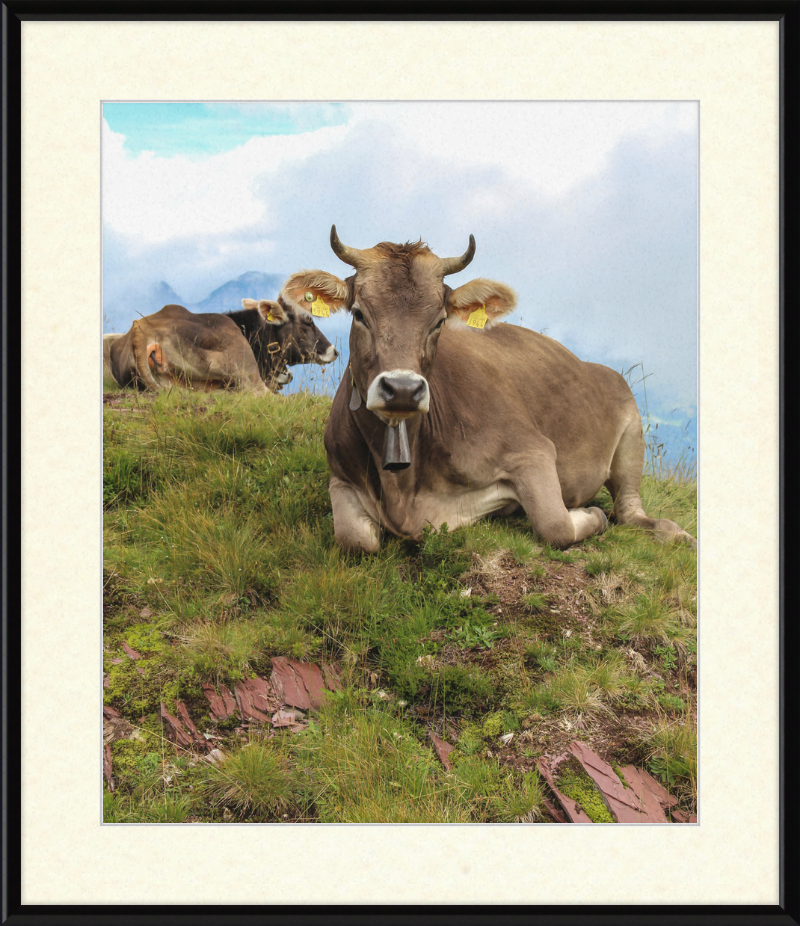 Cattle on a Hill between Zurich and Chur, Switzerland - Great Pictures Framed