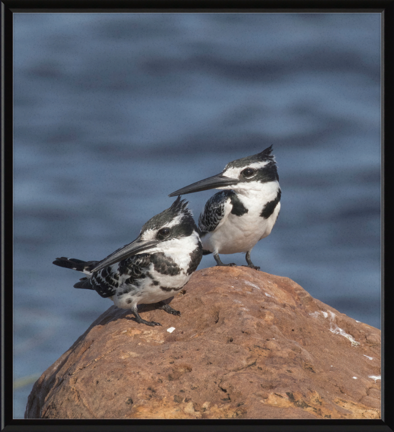 Pied Kingfishers in Botswana - Great Pictures Framed