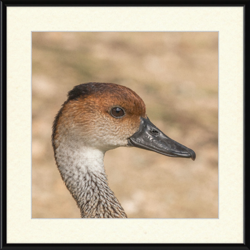 West Indian Whistling Duck - Great Pictures Framed