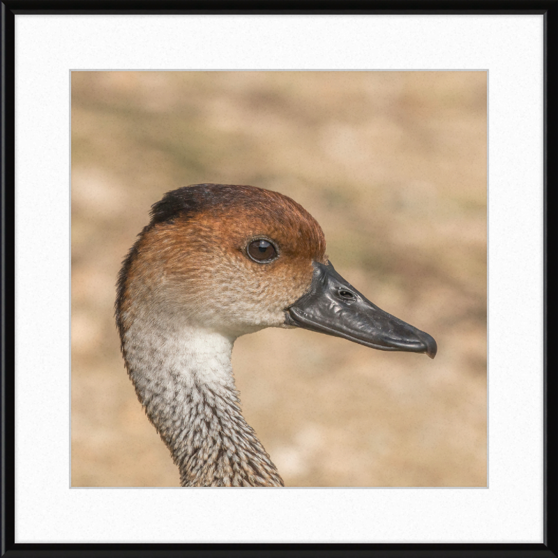 West Indian Whistling Duck - Great Pictures Framed