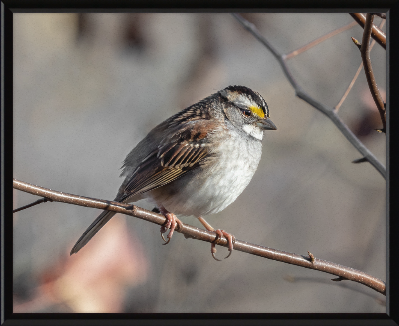 White-throated Sparrow - Great Pictures Framed