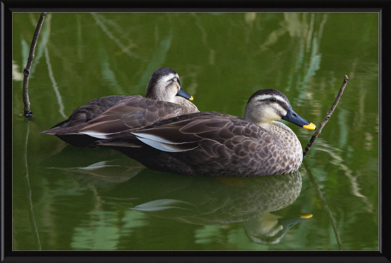 Spot-billed Duck, Tennoji Park, Osaka, Japan - Great Pictures Framed