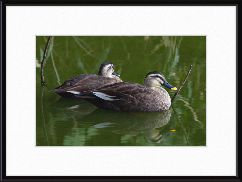 Spot-billed Duck, Tennoji Park, Osaka, Japan - Great Pictures Framed