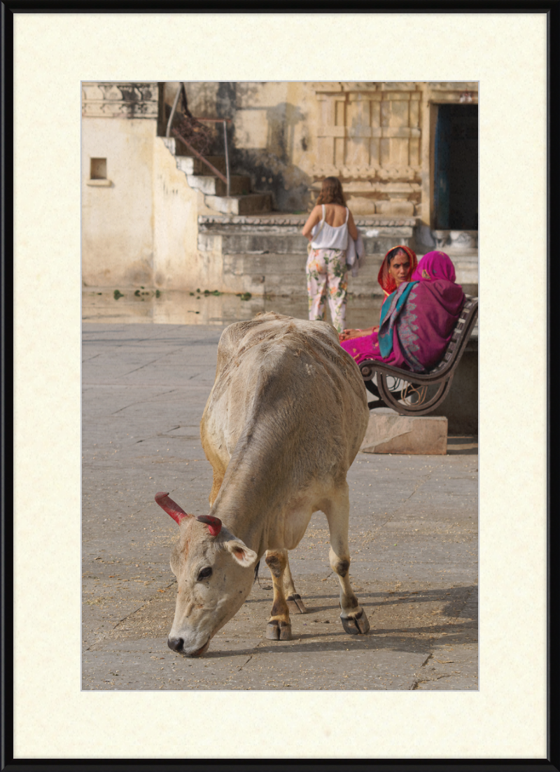 A cow on a Street of Udaipur, India - Great Pictures Framed