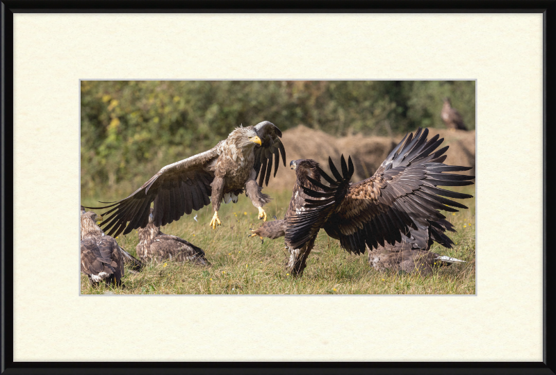 Fighting White-Tailed Eagles - Great Pictures Framed