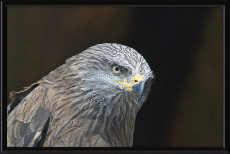 Milvus migrans - Great Pictures Framed