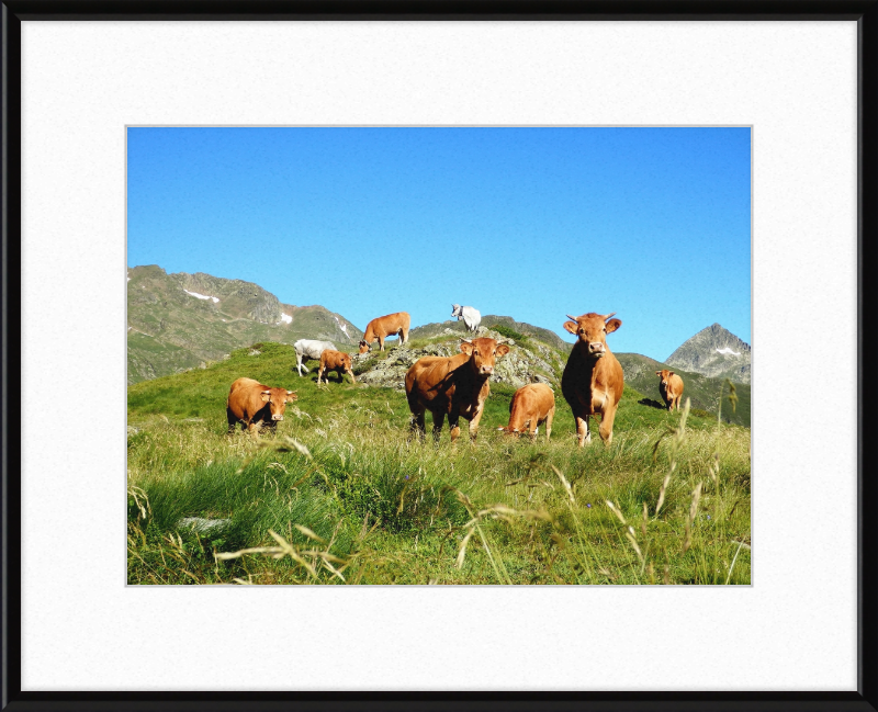Ariege's Cows - Great Pictures Framed