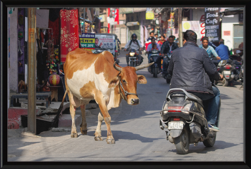 A Cow on the Streets of Udaipur - Great Pictures Framed