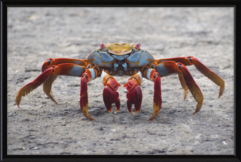 Sally Lightfoot Crab - Great Pictures Framed
