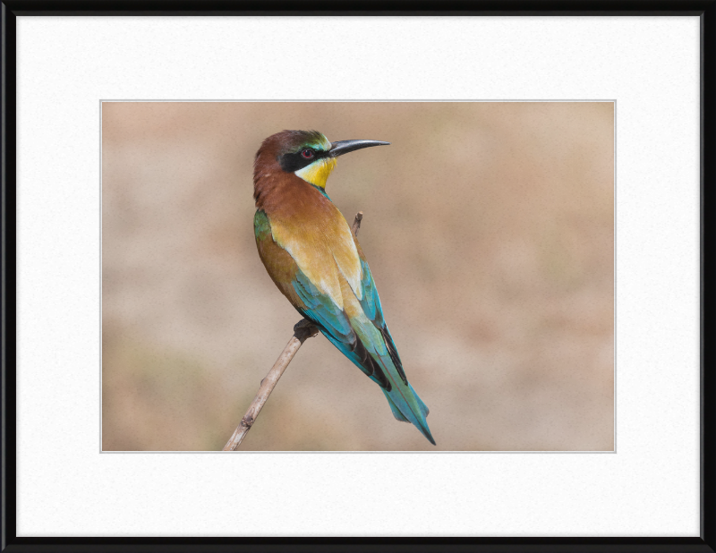 European Bee-eater - Great Pictures Framed