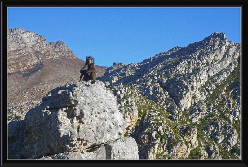 The Steenbras River Gorge Monkey - Great Pictures Framed