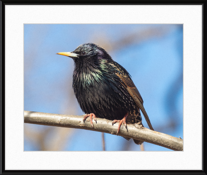 European Starling - Great Pictures Framed