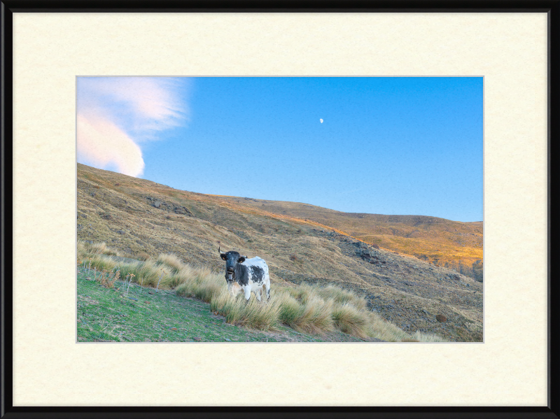 Cow in Sierra Nevada National Park - Great Pictures Framed