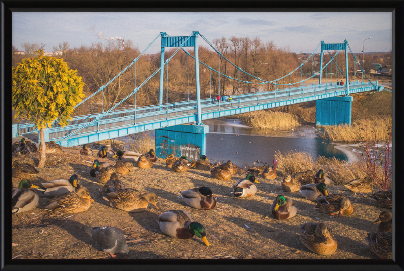 Ducks on the Embankment - Great Pictures Framed