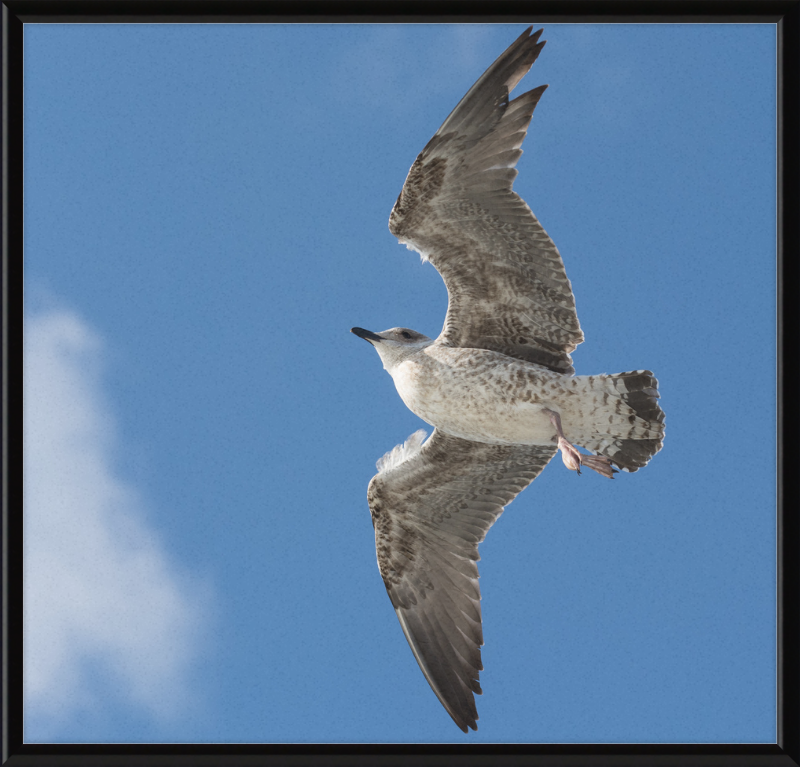 European Herring Gull (Larus Argentatus) - Great Pictures Framed