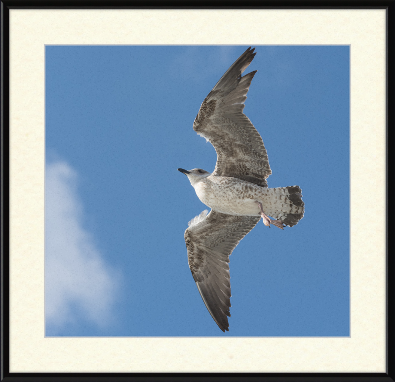 European Herring Gull (Larus Argentatus) - Great Pictures Framed