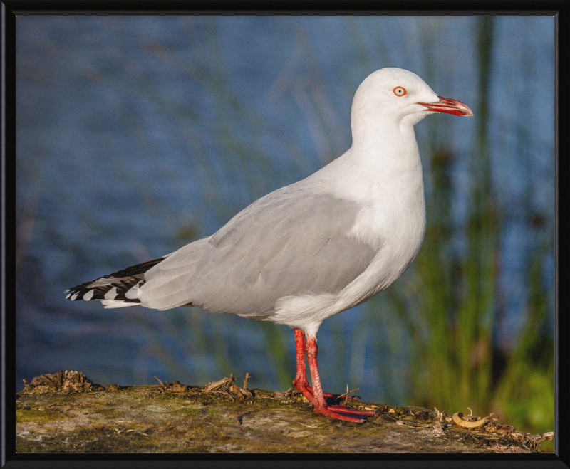 Red-billed Gull, Red Zone, Christchurch, New Zealand - Great Pictures Framed