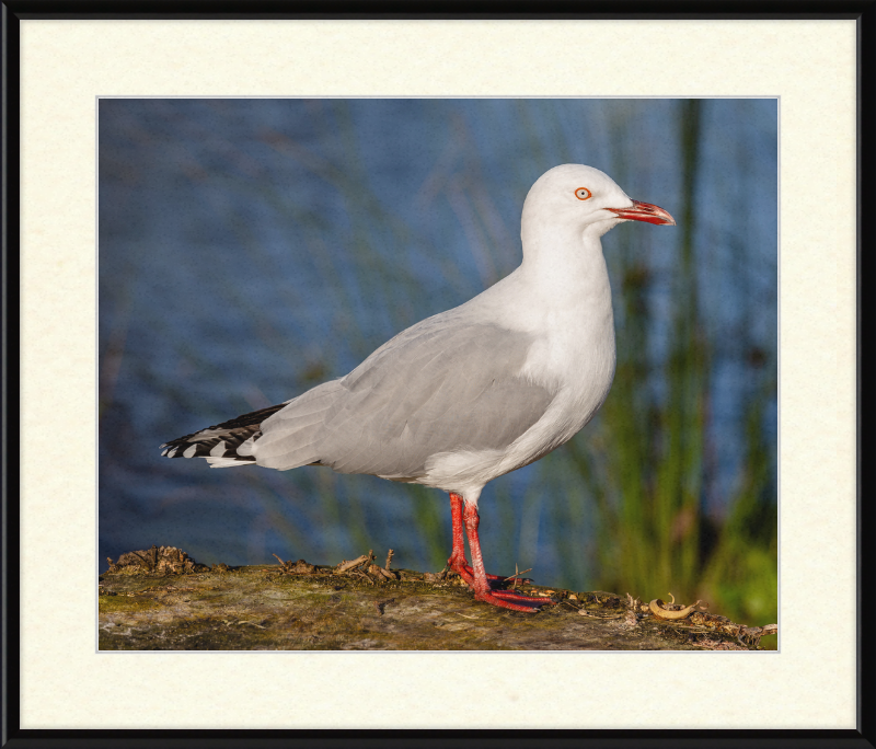 Red-billed Gull, Red Zone, Christchurch, New Zealand - Great Pictures Framed