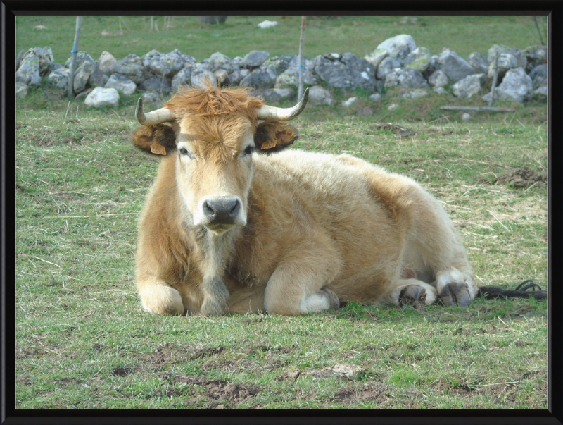 A Bull in San Emiliano - Great Pictures Framed