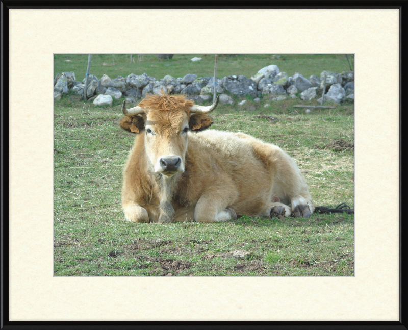 A Bull in San Emiliano - Great Pictures Framed