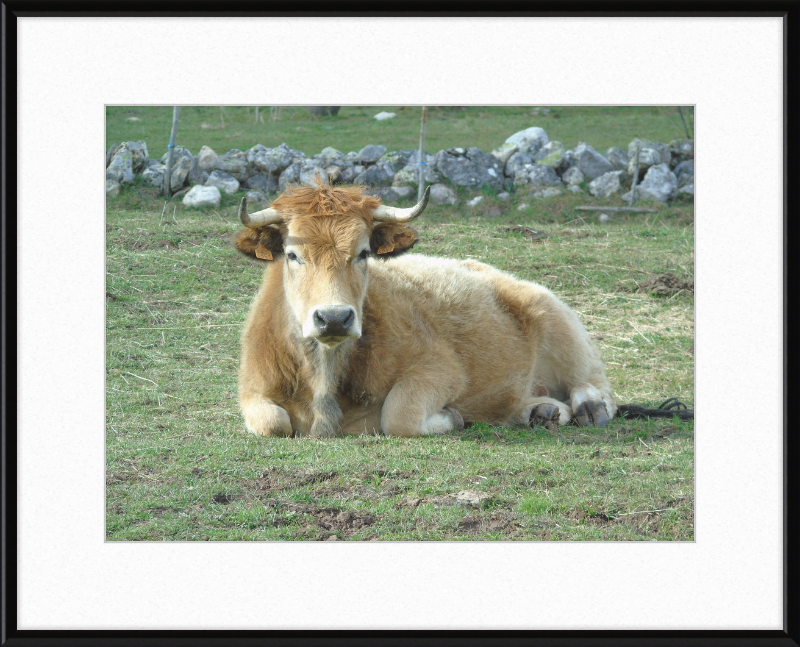 A Bull in San Emiliano - Great Pictures Framed